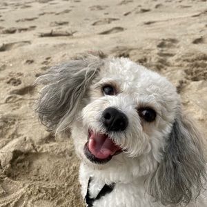 Meet your Posher, Anabella